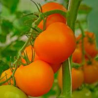 БРИТАНИКА F1 томат Гриномика