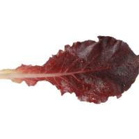 ДИАБЛОТИН F1 салат листовой Энза Заден