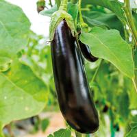 ГАЛАКТИКА F1 баклажан Гриномика