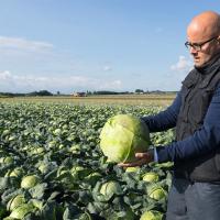 КРАУТМАН F1 капуста белокочанная Бейо 100 000