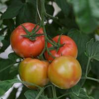 АЛАМИНА F1 томат Райк Цваан, NS, 100 шт