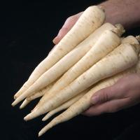 ИГЛ F1 петрушка Бейо