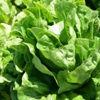 ДИКЛА F1 салат ромэн Хазера