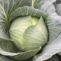КОНГАМА F1 капуста белокочанная Райк Цваан, GD, 2500 шт