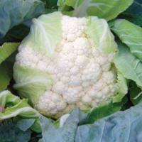 КАСТОР F1 капуста цветная Саката