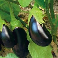 БОЛЕРО F1 баклажан Гриномика