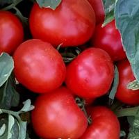 АЙВАЗ 331 F1 томат Энза Заден