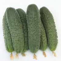 АТАМАН F1 огурец Гавриш