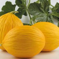 ИГНАЗИО F1 дыня Энза Заден