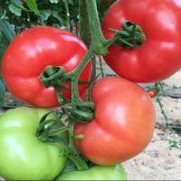 ПАРТОВА F1 томат Семинис