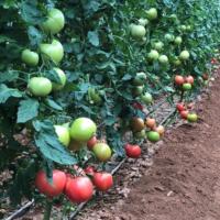 ПИНК ПРОФИТ F1 томат Саката (500шт)