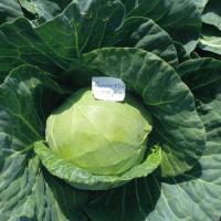 ГРИН ФЛЭШ F1 капуста белокочанная Семинис