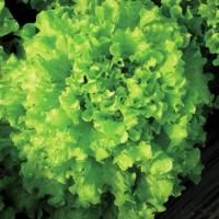 ТОНАЛЬ F1 салат Вильморин (25 000 шт)