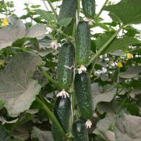 БАРВИНА F1 огурец Нюнемс (500 шт)