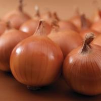 БРАТКО F1 лук Сингента