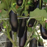 ДЕСТАН F1 баклажан Энза Заден, 10 гр