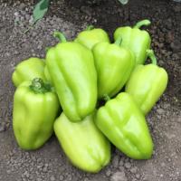 ИВЕТТА F1 перец Энза Заден