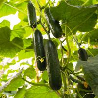 ПРАДО F1 огурец Бейо (1000)