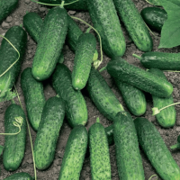 МЕРЕНГА F1 огурец Семинис, 250 шт