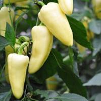 ФЛЕКСУМ F1 перец Семинис