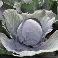 РЕСИМА F1 капуста краснокочанная Райк Цваан, NS, 2500 шт