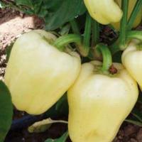 ХАЛИФ F1 перец Саката