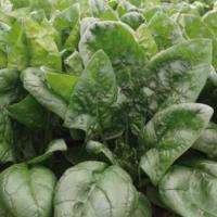 АПОЛЛО F1 шпинат Саката