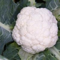 СИНЕРДЖИ F1 капуста цветная Энза Заден