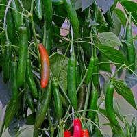 ХАБАНЕРО F1 перец Гриномика