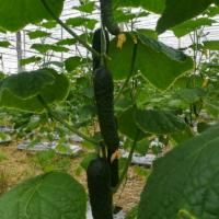 ЛЮТЫЙ F1 огурец Гавриш