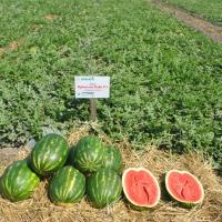 КРИМСОН РУБИ F1 арбуз Саката