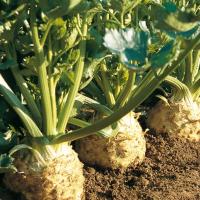 ИБИС F1 сельдерей Энза Заден