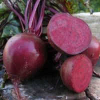 МАНОЛО F1 свекла Бейо (3.0-3.5)