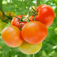 МОНАРХ F1 томат Гриномика