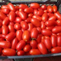 ФРАМБО F1 томат Хазера (500 шт)