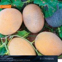 ГРИВНА F1 дыня Гавриш