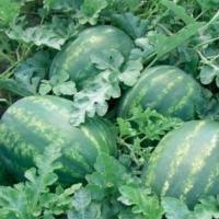 КОЛОССЕО F1 арбуз Семинис