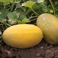 МАЗУРКА F1 дыня Гриномика