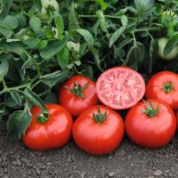 ТОМСК F1 томат Бейо