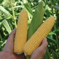 МИНТ F1 кукуруза Вильморин