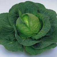 ЭЛИЗА F1 капуста белокочанная Саката (прец.)