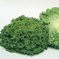 ФАНЛИ F1 салат Сингента