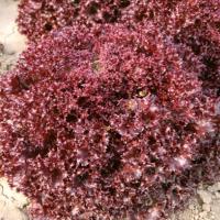 РАСТА F1 салат лолло росса Энза Заден