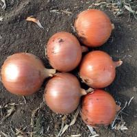 МИНДИ F1 лук Энза Заден