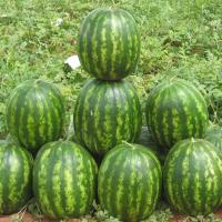 БАРХАН F1 арбуз Сингента