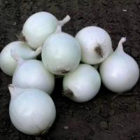 КОМЕТА F1 лук Нюнемс (1 000 000 шт)