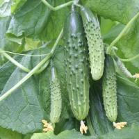 МАГНИТ F1 огурец Гавриш