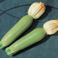 АЛИЯ F1 кабачок Вильморин