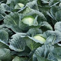 СТРУКТА F1 капуста белокочанная Энза Заден