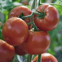 ЗОРРО F1 томат Гриномика